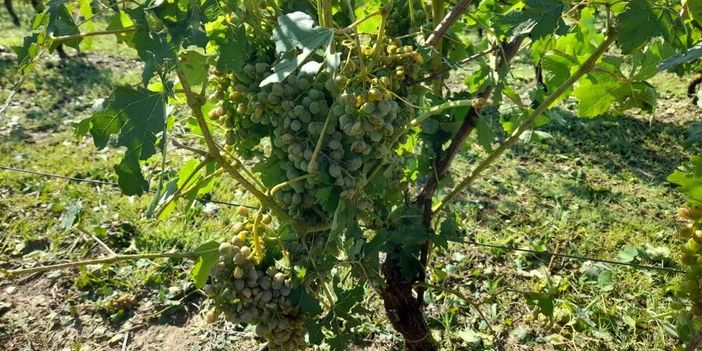Uva fortemente compromessa dopo una grandinata nell'Astigiano Uva fortemente compromessa dopo una grandinata nell'Astigiano