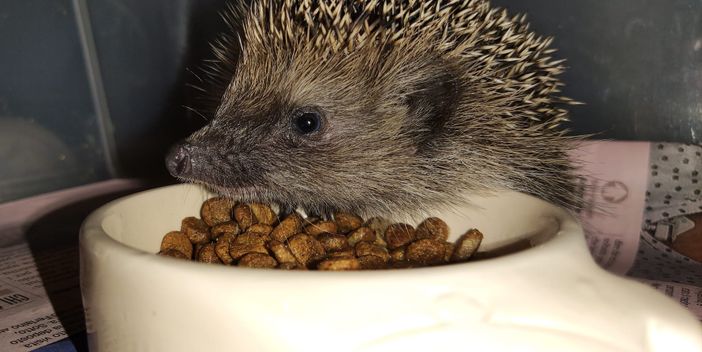 Sabato 11 e domenica 12 dicembre il 'Riccio Day' anche ad Asti per il centro 'La Ninna'