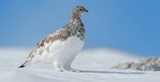 Legambiente: stop alla Regione Piemonte “No all’apertura alla caccia a 15 nuove specie”