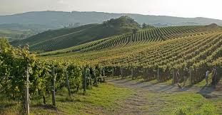 Condannato produttore di "falso barolo". Sequestrati nel cuneese 692 bottiglie per un valore di 270mila euro