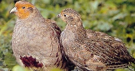 Nell'Astigiano tornano pernici rosse e starne, grazie ad un progetto di ripopolamento. Non succedeva da tanti anni Nell'Astigiano tornano pernici rosse e starne, grazie ad un progetto di ripopolamento. Non succedeva da tanti anni