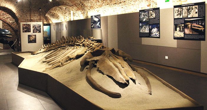Uno dei fossili visionabili presso il museo