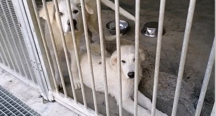 Due splendidi cuccioloni 'scaricati' come spazzatura di fronte al canile di Asti