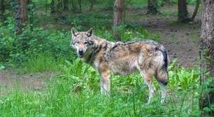 Bandi, Preioni (Lega Salvini) 200 mila euro a sostegno dei costi per la difesa del bestiame e per il risarcimento dei danni causati dalle predazioni da canidi nei pascoli