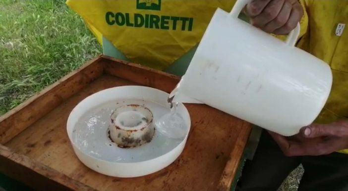 Giornata delle api: clima impazzito  mette a rischio la produzione di miele