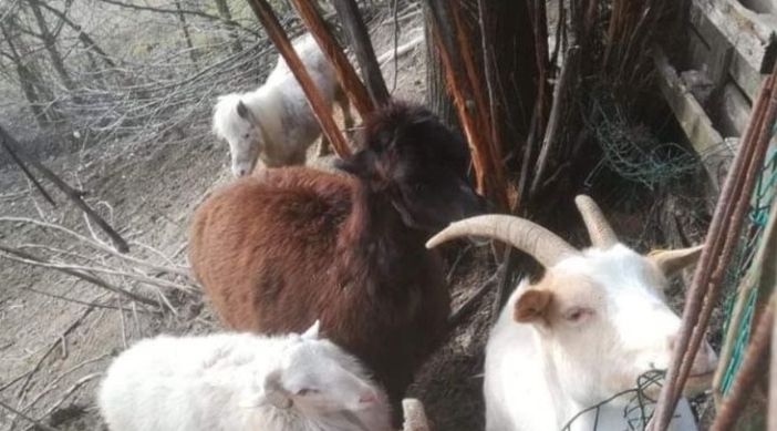 Alcuni degli animali accuditi da Franco Trento Alcuni degli animali accuditi da Franco Trento