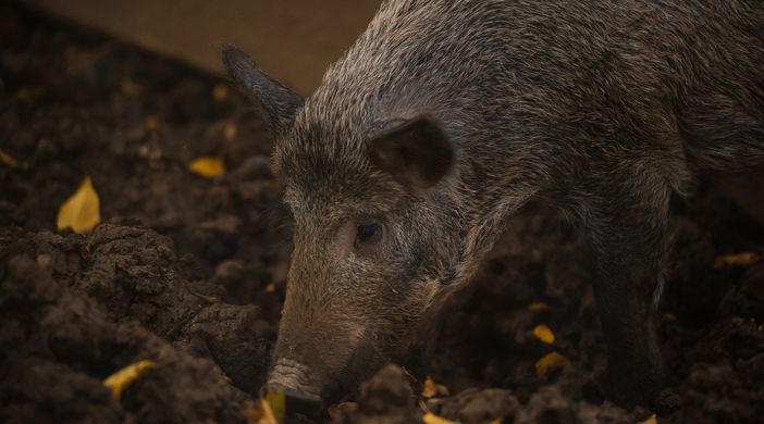 Accertato a Mombaruzzo il primo caso astigiano di Peste Suina Africana