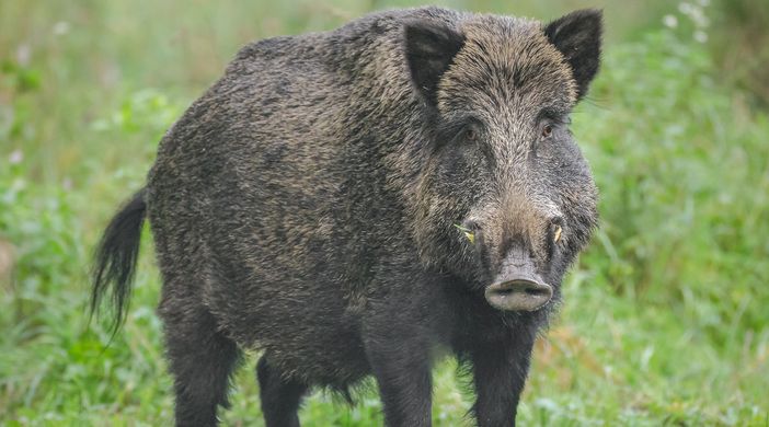 &quot;Salviamo le colture dai cinghiali senza mobilitare l'esercito. La risposta di Europa Verde di Asti alla proposta dell'assessore all'Agricoltura Protopapa