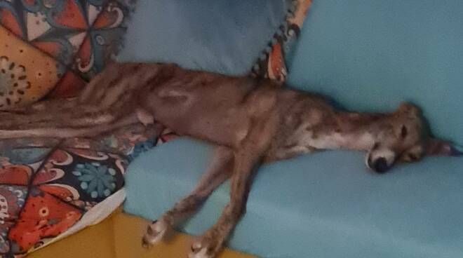 Asti: ritrovato Leo, il levriero scomparso da tre giorni