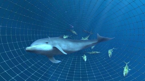 Little Dolphin a Marineland è la novità al Cinéma Adventure 5D