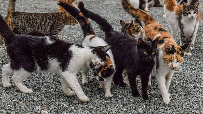 Finanziati 25 progetti per gatti randagi e colonie feline Finanziati 25 progetti per gatti randagi e colonie feline