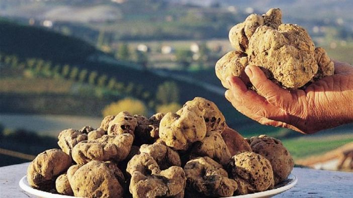 Dal 1° ottobre la “cerca” del tartufo Dal 1° ottobre la “cerca” del tartufo