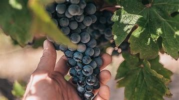 Crisi vitivinicola in Piemonte: Rifondazione critica l'assessore Bongioanni e chiede un cambio di passo