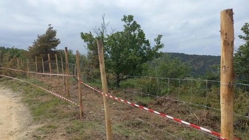 Peste suina, il Piemonte si arma contro i cinghiali: “170 chilometri di reti e 50.000 abbattimenti” Peste suina, il Piemonte si arma contro i cinghiali: “170 chilometri di reti e 50.000 abbattimenti”