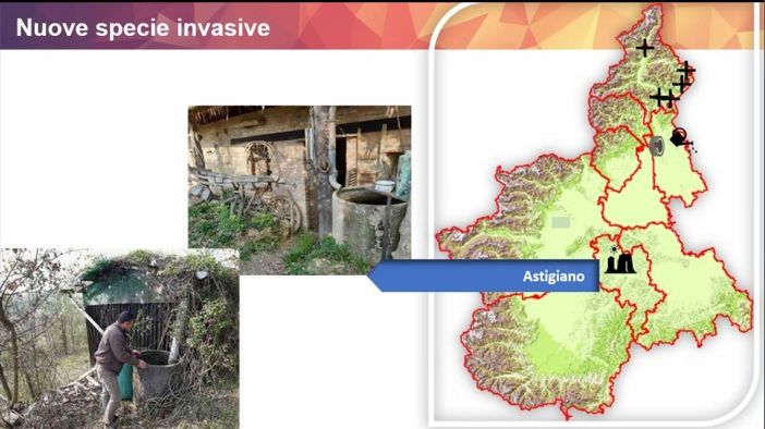 Alcune schermate relative la diffusione delle zanzare in Piemonte Alcune schermate relative la diffusione delle zanzare in Piemonte