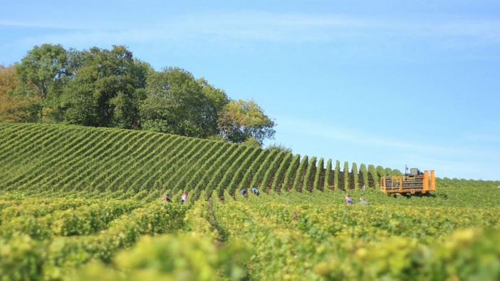 Agricoltura, bando da 1,8 milioni per nuove adesioni ai regimi di qualità dell'agroalimentare Agricoltura, bando da 1,8 milioni per nuove adesioni ai regimi di qualità dell'agroalimentare