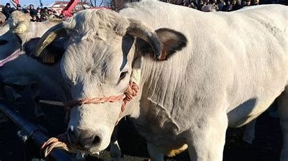 Edizione 2021: il Bue d’Oro di Carrù si fa in tre. Il prestigioso riconoscimento consegnato ai professori Guarda e Biagini e al veterinario astigiano Solito