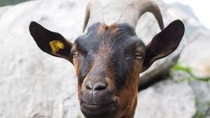 Come affinare le tecniche di allevamento e produrre formaggi Come affinare le tecniche di allevamento e produrre formaggi