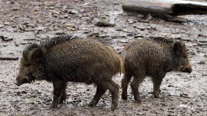 Emergenza cinghiali, Coldiretti Asti: "Oltre alla distruzione di raccolti agricoli, l’uccisione di animali e i frequenti incidenti stradali, è sempre maggiore la presenza degli animali selvatici nelle città" Emergenza cinghiali, Coldiretti Asti: "Oltre alla distruzione di raccolti agricoli, l’uccisione di animali e i frequenti incidenti stradali, è sempre maggiore la presenza degli animali selvatici nelle città"