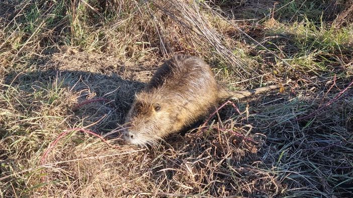 Dal Sud America alle nostre campagne: incontro ravvicinato con la nutria Dal Sud America alle nostre campagne: incontro ravvicinato con la nutria