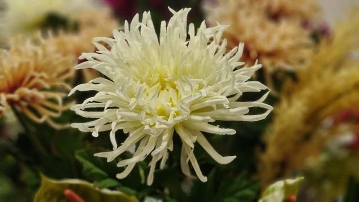 In foto un crisantemo In foto un crisantemo