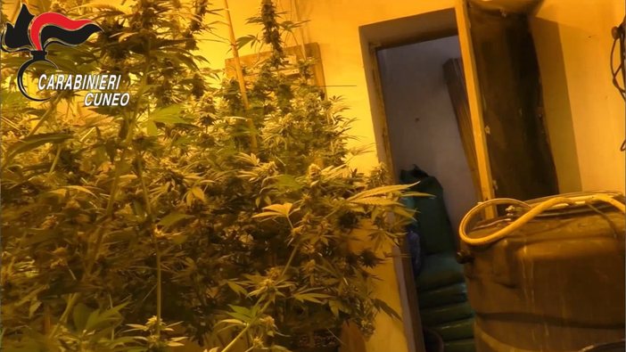 Operazione antidroga dei Carabinieri del Nucleo Investigativo della Granda: 14 persone arrestate tra Alba, Asti e Bra [VIDEO]