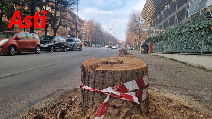 Luisa Rasero: "Vedere quegli alberi abbattuti in via Petrarca  senza nessuna motivazione fornita è angosciante " Luisa Rasero: "Vedere quegli alberi abbattuti in via Petrarca  senza nessuna motivazione fornita è angosciante "