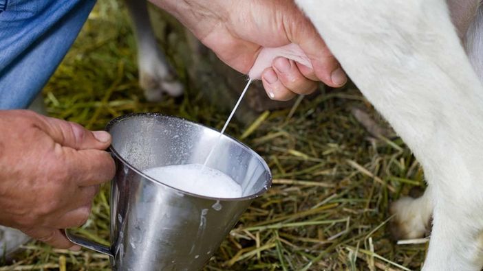 Latte crudo, la Lega chiede alla Regione di tutelare i produttori piemontesi Latte crudo, la Lega chiede alla Regione di tutelare i produttori piemontesi