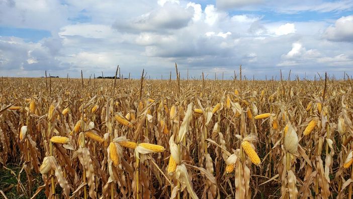Mais in Piemonte, l'allarme di Confagricoltura: aumento dei fertilizzanti, costi alle stelle per 7,6 milioni di euro