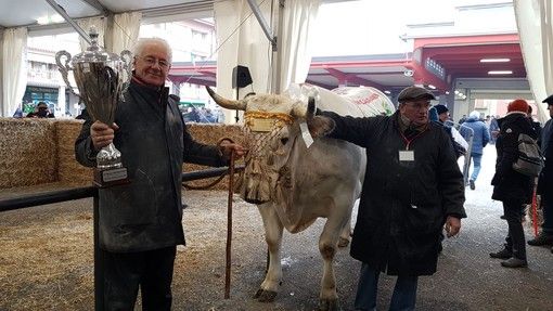 Il re della 109^ Fiera del Bue Grasso di Carrù è Trono: pesa 1360 chili e proviene da Marene (FOTO e VIDEO) Il re della 109^ Fiera del Bue Grasso di Carrù è Trono: pesa 1360 chili e proviene da Marene (FOTO e VIDEO)