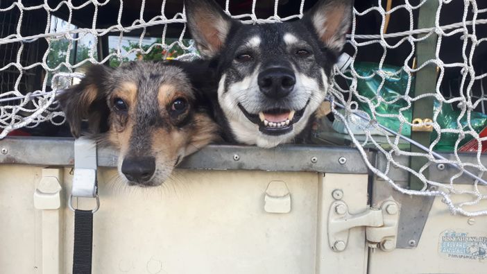 Viaggio in solitaria verso il Polo Nord con i suoi cani Musa e Libero. Nuova avventura per il 'maestro errante' Giampiero Monaca [FOTO E VIDEO]