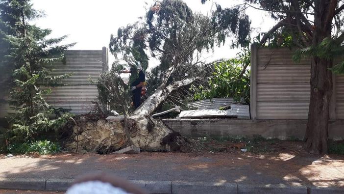 Danni da maltempo: tre pini caduti sono stati rimossi dalla Protezione Civile Città di Asti