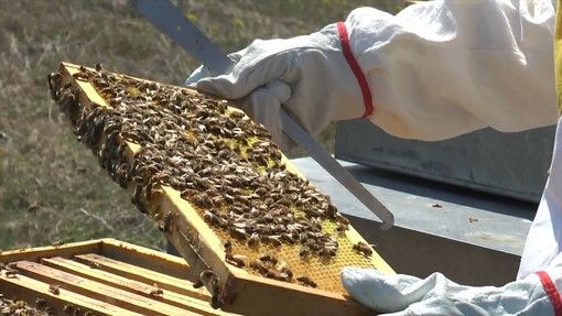 Non solo le coltivazioni: il gelo ha "colpito" anche le api. Aspromiele chiede alla Regione lo stato di calamità [VIDEO]