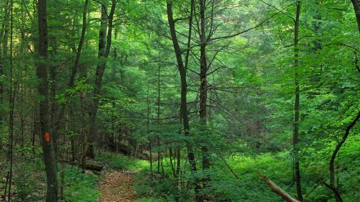 Una passeggiata contro la distruzione dei boschi di valle Randolo, domenica 28 novembre alle 14