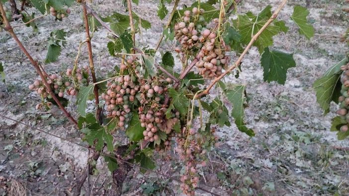 I danni provocati dalla grandine all'agricoltura (foto Dati Meteo Asti)
