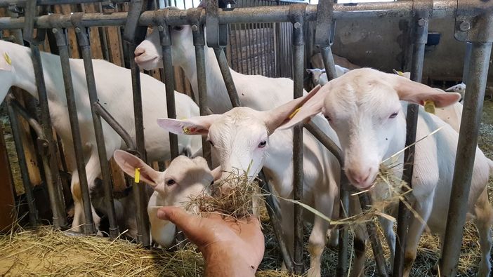 Un viaggio nel mondo del formaggio di capra, dove il rispetto per l’ambiente e per gli animali sposa tradizione e innovazione Un viaggio nel mondo del formaggio di capra, dove il rispetto per l’ambiente e per gli animali sposa tradizione e innovazione