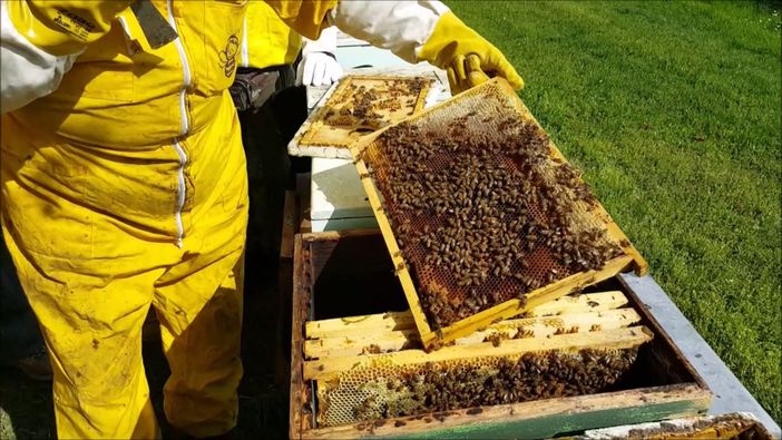 Un apicoltore al lavoro