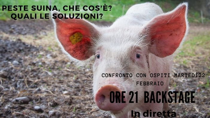 Peste suina e danni da selvatici: che fare? Quali le soluzioni possibili e gli interventi da mettere in atto?