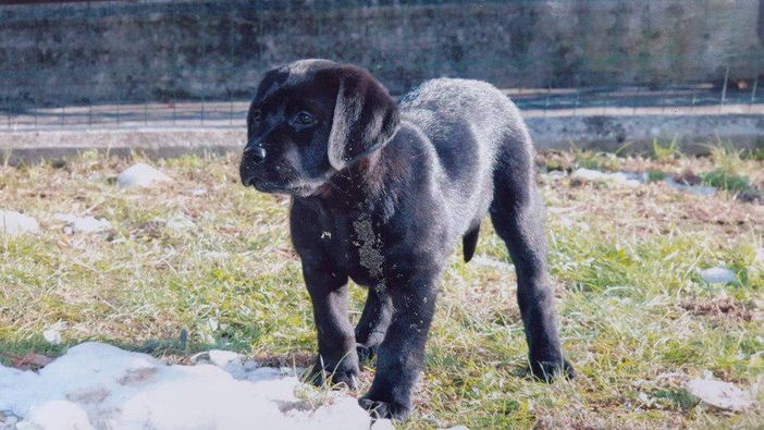 "Sei anni con Renata Sorba": il cane guida York ringrazia con una lettera speciale la sua padrona