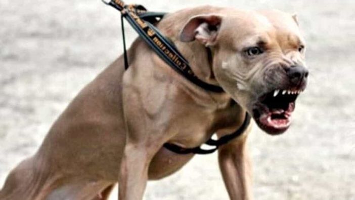 Ha perso un piede l'agente di polizia penitenziaria azzannnato da un pitbull in carcere ad Asti Ha perso un piede l'agente di polizia penitenziaria azzannnato da un pitbull in carcere ad Asti