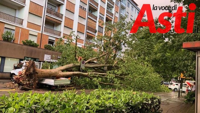 Ad Asti prosegue la messa a dimora di nuove piante, in via Rosselli 4 nuovi platani