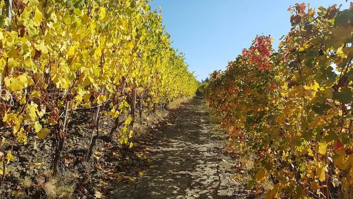 Confagricoltura Piemonte: &quot;Per il vino giorni decisivi, fare bene e in fretta&quot;