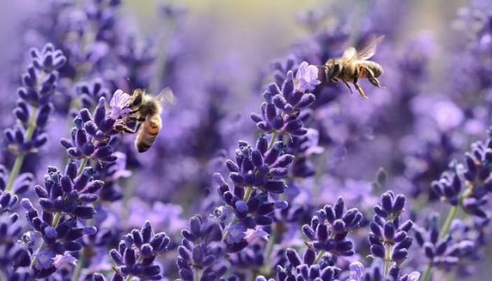 Api, apicoltori e miele dell'Astigiano si presentano oggi a Soglio