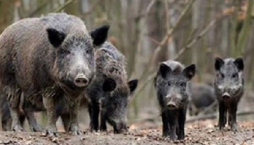 Peste suina, individuati altri due possibili casi tra Piemonte e Liguria: la conferma la prossima settimana Peste suina, individuati altri due possibili casi tra Piemonte e Liguria: la conferma la prossima settimana