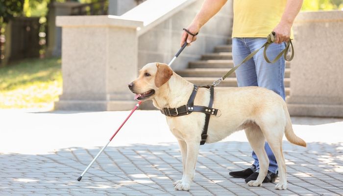 In Biblioteca ad Asti un incontro sull'importanza dei cani guida