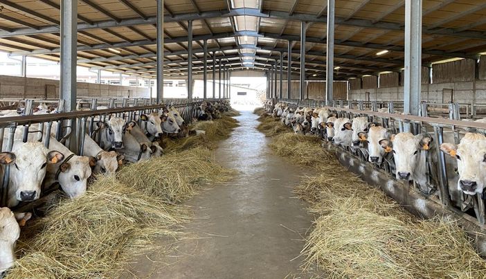 Alcuni dei capi allevati da Andrea Rabino Alcuni dei capi allevati da Andrea Rabino