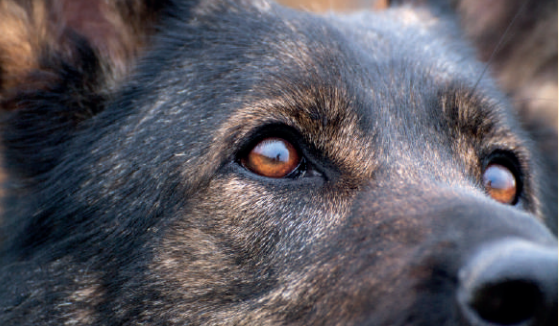 Animali d’affezione, necessaria una maggiore tutela. Cirio: "Piemonte all'avanguardia per la prevenzione al randagismo" Animali d’affezione, necessaria una maggiore tutela. Cirio: "Piemonte all'avanguardia per la prevenzione al randagismo"