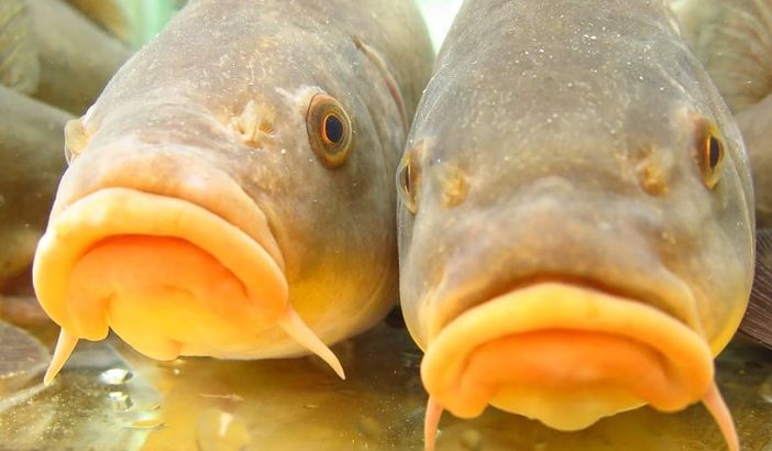 Tinche Gobbe Dorate in Sagra a Valfenera Tinche Gobbe Dorate in Sagra a Valfenera