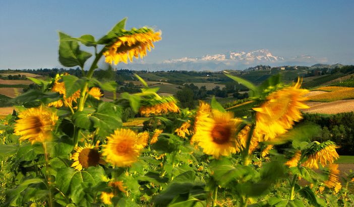 La valenza agricola dell'Astigiano in una sontuosa foto del grande Enzo Isaia