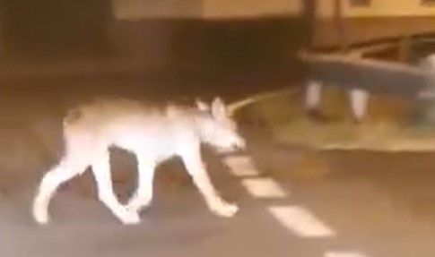 Un fermo immagine tratto dal breve video pubblicato su Facebook Un fermo immagine tratto dal breve video pubblicato su Facebook